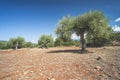 Olive trees in plantation Royalty Free Stock Photo