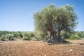 Olive trees in plantation Royalty Free Stock Photo