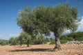 Olive trees in plantation Royalty Free Stock Photo
