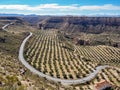 Olive trees plantation and badlands desert near Gorafe