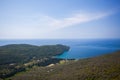 Olive trees plantation in bay