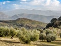 Olive trees plantation in Beas de Granada, Spain Royalty Free Stock Photo