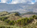 Olive trees plantation in Cazorla mountain range, Spain Royalty Free Stock Photo