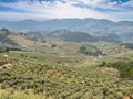 Olive trees plantation in Cazorla mountain range, Spain Royalty Free Stock Photo