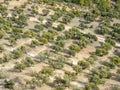 Olive trees plantation in Cazorla mountain range, Spain Royalty Free Stock Photo