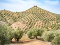 Olive trees plantation in Cazorla mountain range, Spain Royalty Free Stock Photo