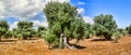 Olive trees. Royalty Free Stock Photo