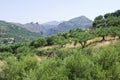 Olive trees plantation on Crete, Greece Royalty Free Stock Photo