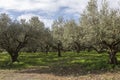 Olive trees plantation in Crete. Royalty Free Stock Photo