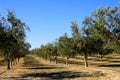 Olive trees plantation in Spain