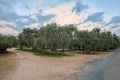 Olive trees plantation in Thassos, Greece Royalty Free Stock Photo