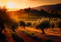 Olive trees plantations. Spain hills on sunset.