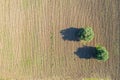 Olive trees in a on plowed ploughed agriculture field. Land ready for cultivation