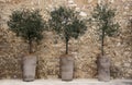 Olive trees in pots against a stone wall Crete Greece Royalty Free Stock Photo