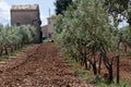Olive trees in Provence Royalty Free Stock Photo