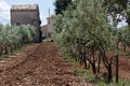 Olive trees in Provence