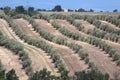 Olive trees in Provence Royalty Free Stock Photo