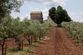 Olive trees in Provence Royalty Free Stock Photo