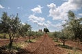 Olive trees in Provence Royalty Free Stock Photo