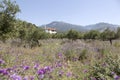 Olive trees and purple thistle flowers near stoupa in mani on gr Royalty Free Stock Photo