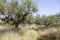 Olive trees and purple thistle flowers near stoupa in mani on gr Royalty Free Stock Photo