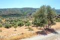 Olive trees on Pythagoreion on Samos. Royalty Free Stock Photo