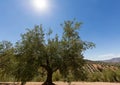 Olive trees reaching to horizon in Andalucia