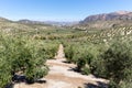 Olive trees reaching to horizon in Andalucia