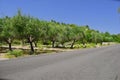 Olive trees by the road Royalty Free Stock Photo