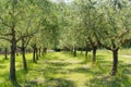 Olive trees in Romagna countryside Royalty Free Stock Photo
