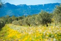 Olive trees in a row on plantation in Tarragona, Catalunya, Spain. Copy space for text. Royalty Free Stock Photo