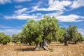 463/5000 Olive grove with sunny skies and clouds in the Salento countryside, in Apulia Italy