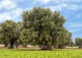 Olive trees, Savelletri Di Fasano