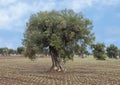 Olive trees, Savelletri Di Fasano