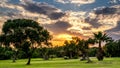 Olive Trees in Sicilia Royalty Free Stock Photo