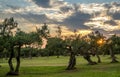 Olive Trees in Sicilia Royalty Free Stock Photo