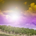 Olive trees in Sicily at sunrise