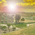 Olive trees in Sicily at sunrise