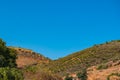 Olive trees on the slopes of the mountains. Crete. Greece Royalty Free Stock Photo