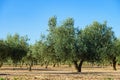 Olive trees. Spanish nature landscape