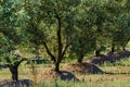 Olive trees. Spanish nature landscape