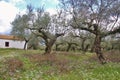 Olive trees in spring, in the outer Mani, Taygetos mountain range. Peloponnese, Greece.