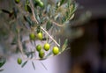 Olive trees in sunny evening. Olive trees garden. Mediterranean olive field ready for harvest. Italian olive's grove Royalty Free Stock Photo