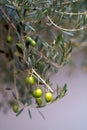 Olive trees in sunny evening. Olive trees garden. Mediterranean olive field ready for harvest. Italian olive's grove Royalty Free Stock Photo