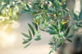 Olive trees in sunny evening. Olive trees garden. Mediterranean olive field ready for harvest. Italian olive`s grove with ripe