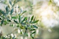 Olive trees in sunny evening. Olive trees garden. Mediterranean olive field ready for harvest. Italian olive`s grove with ripe