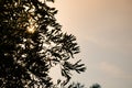 Olive trees with sunset sky as background Royalty Free Stock Photo