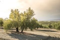 Olive trees at sunset Royalty Free Stock Photo