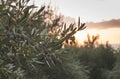 Olive trees on sunset Royalty Free Stock Photo