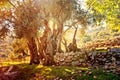 Olive trees Turkey